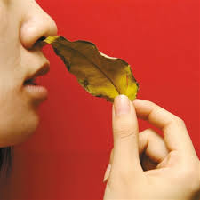 诱发萎缩性鼻炎的因素有哪些